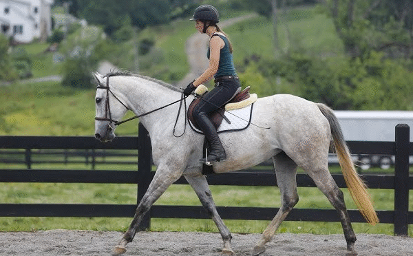 Physiotherapy and Massage for Horses