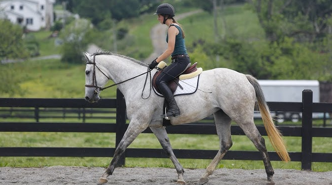Physiotherapy and Massage for Horses
