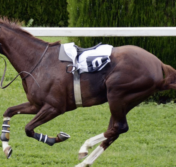 Pegasus World Cup: A Modern Icon