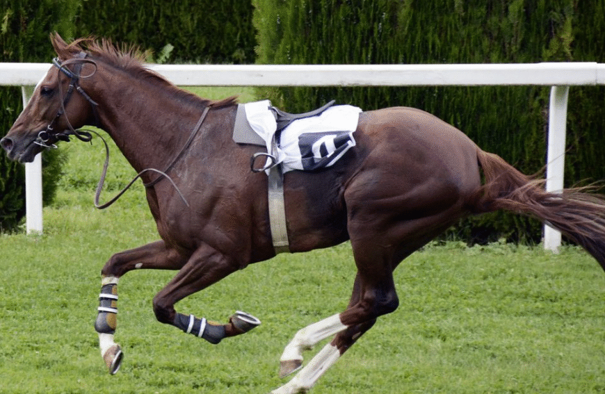 Pegasus World Cup: A Modern Icon