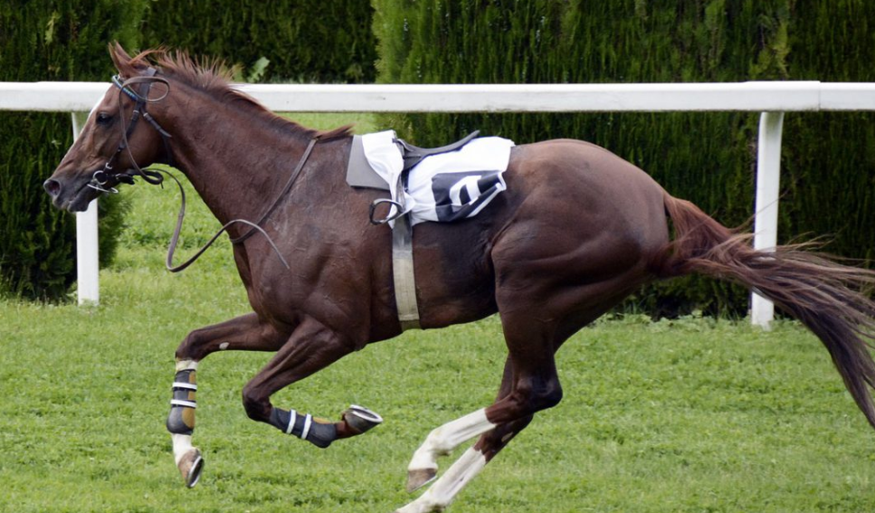 Pegasus World Cup: A Modern Icon