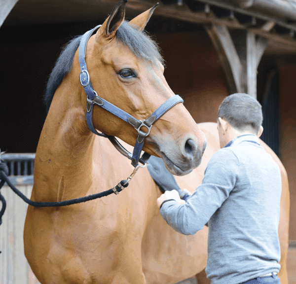 Nutrition’s Influence on Foal Development