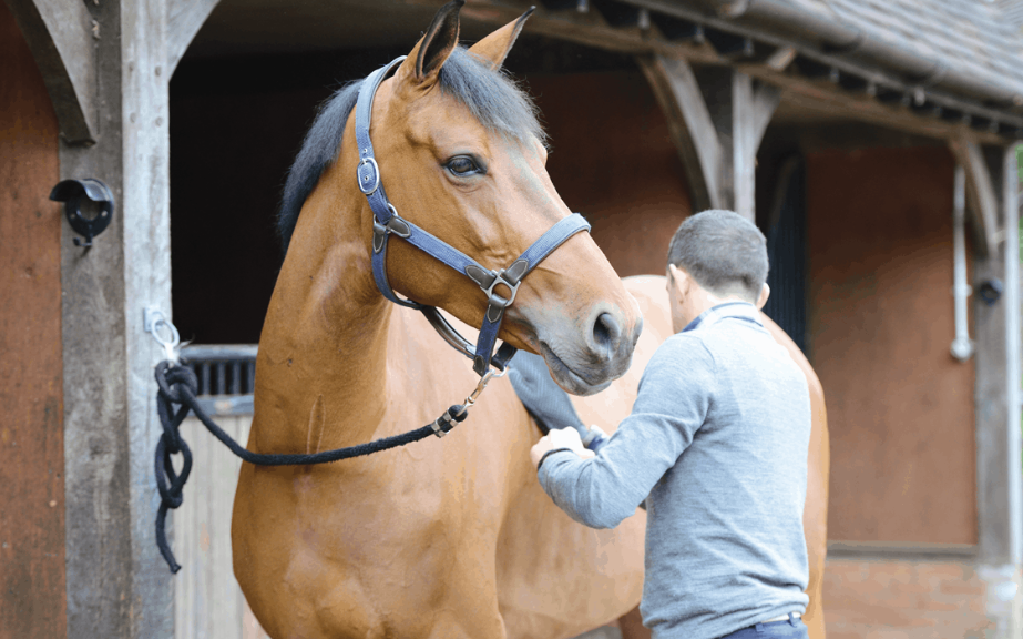 Nutrition’s Influence on Foal Development
